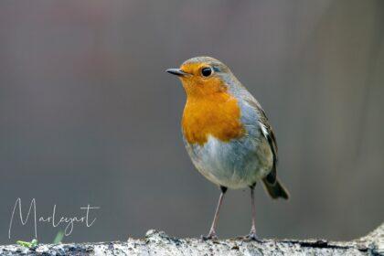 Foto: roodborst