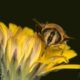 I love yellow