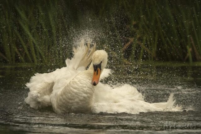 Le lacdes cygnes