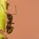 Little ant