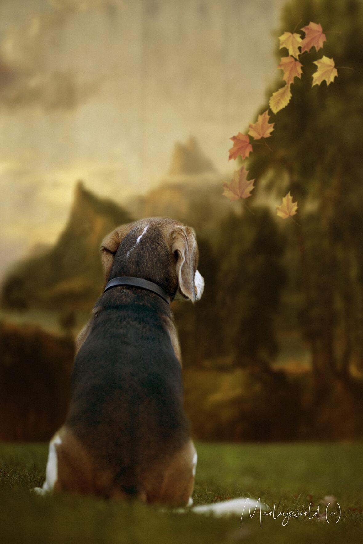 Bo de Beagle. Een eigenwijze. lieve gezinshond.