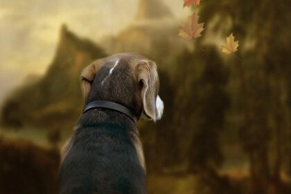 Bo de Beagle. Een eigenwijze. lieve gezinshond.