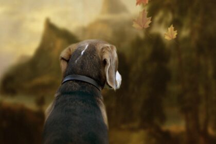 Bo de Beagle. Een eigenwijze. lieve gezinshond.
