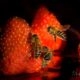 Strawberryfields forever