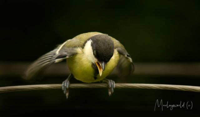 A birds pray