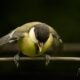 A birds pray