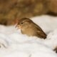 A birds seed A birds seed