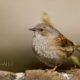 A birds weekend A birds weekend