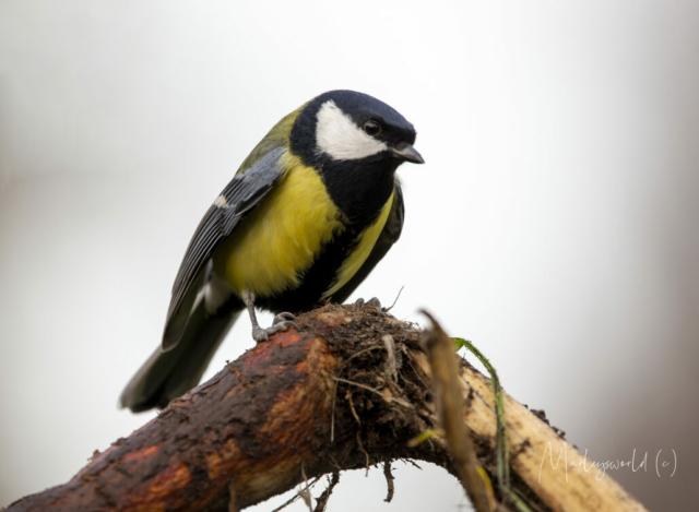 Angry bird