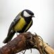 Angry bird