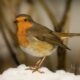 A wintersday A wintersday