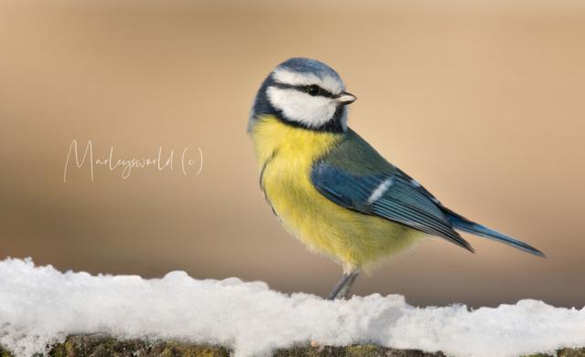 A winters pose