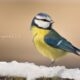 A winters pose