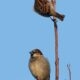 Birdguard Birdguard