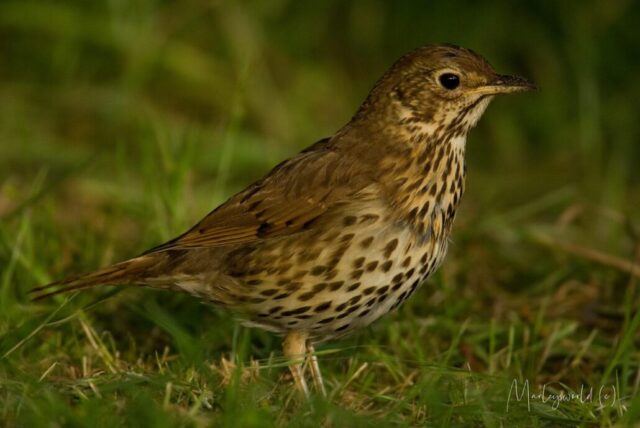 Birdie Birdie
