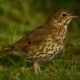 Birdie