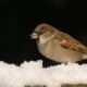Birdie on snow Birdie on snow