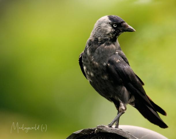 Bonte kraai Bonte kraai