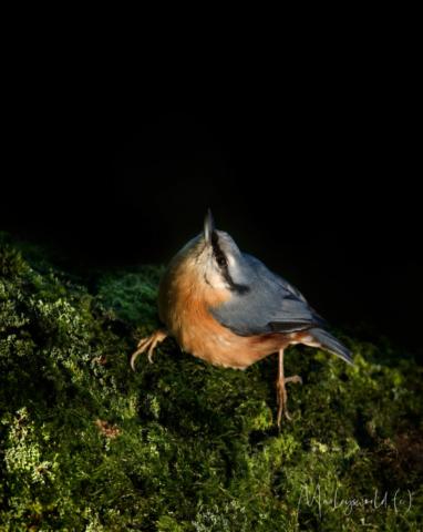 Boomklever Boomklever