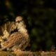 Chickenbird Chickenbird