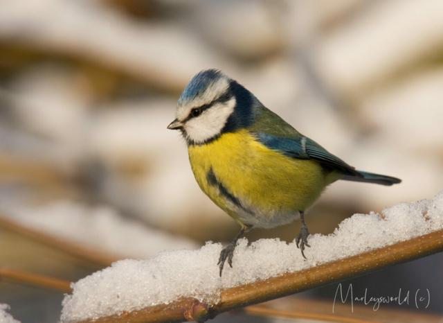 Cold feet