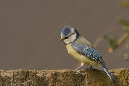 Mees zittend op muur.