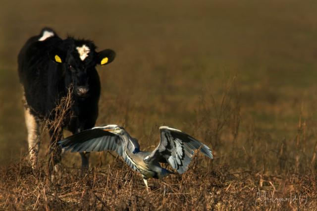 David & Goliath David & Goliath