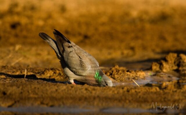 Dorst Dorst