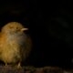 Evening bird Evening bird