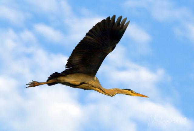 Free in the world donker Free in the world donker