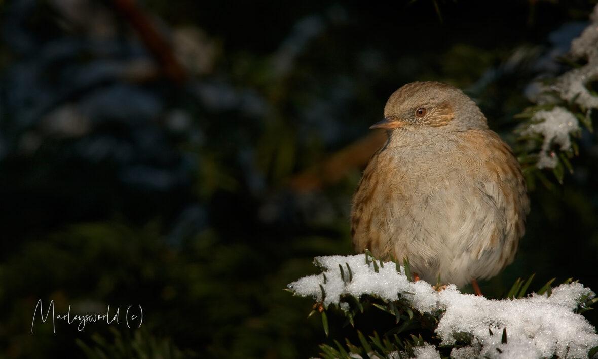 Mus in de sneeuw op een tak.