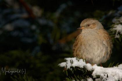Mus in de sneeuw op een tak.