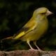 Groenling 2 Groenling 2