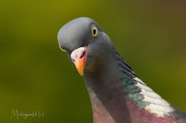 Hollands next topmodel Hollands next topmodel