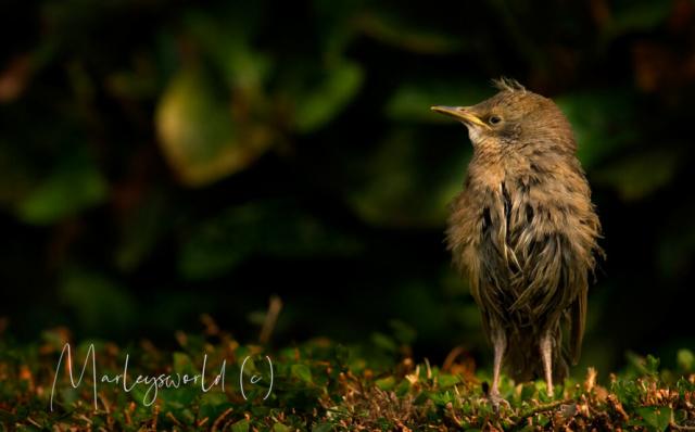 Jonge spreeuw Jonge spreeuw