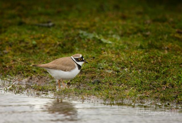 Kleine plevier Kleine plevier