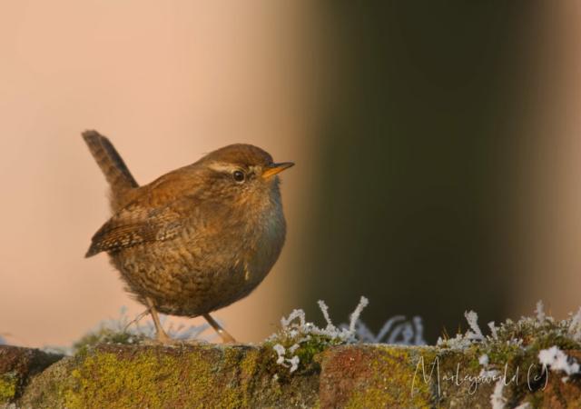 Koning winter Koning winter