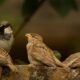 Kroost Kroost