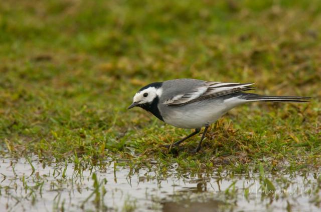 Kwikstaart Kwikstaart