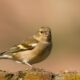 Lady vink Lady vink