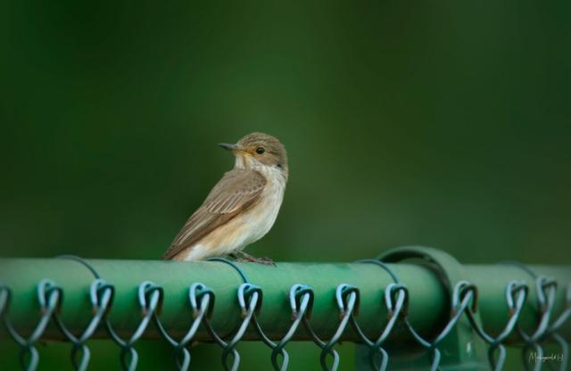 Little bird Little bird