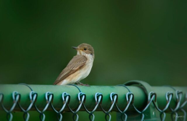 Little bird Little bird