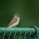 Little bird