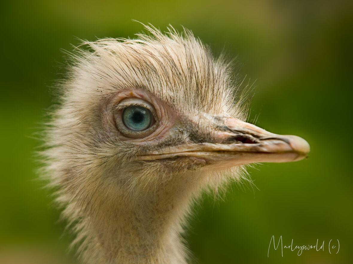 De kop van een struisvogel