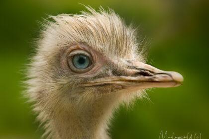 De kop van een struisvogel