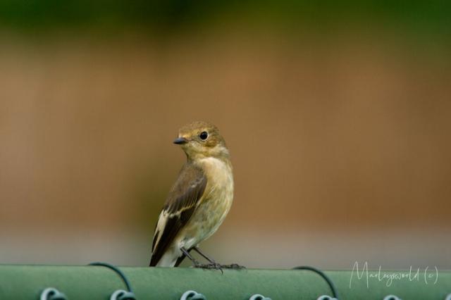 Little thing Little thing