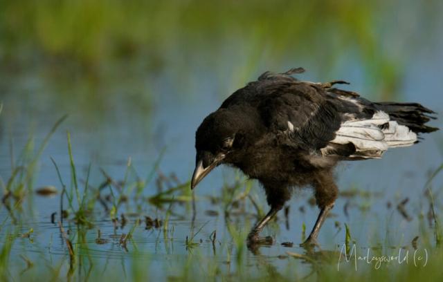 Look for food Look for food