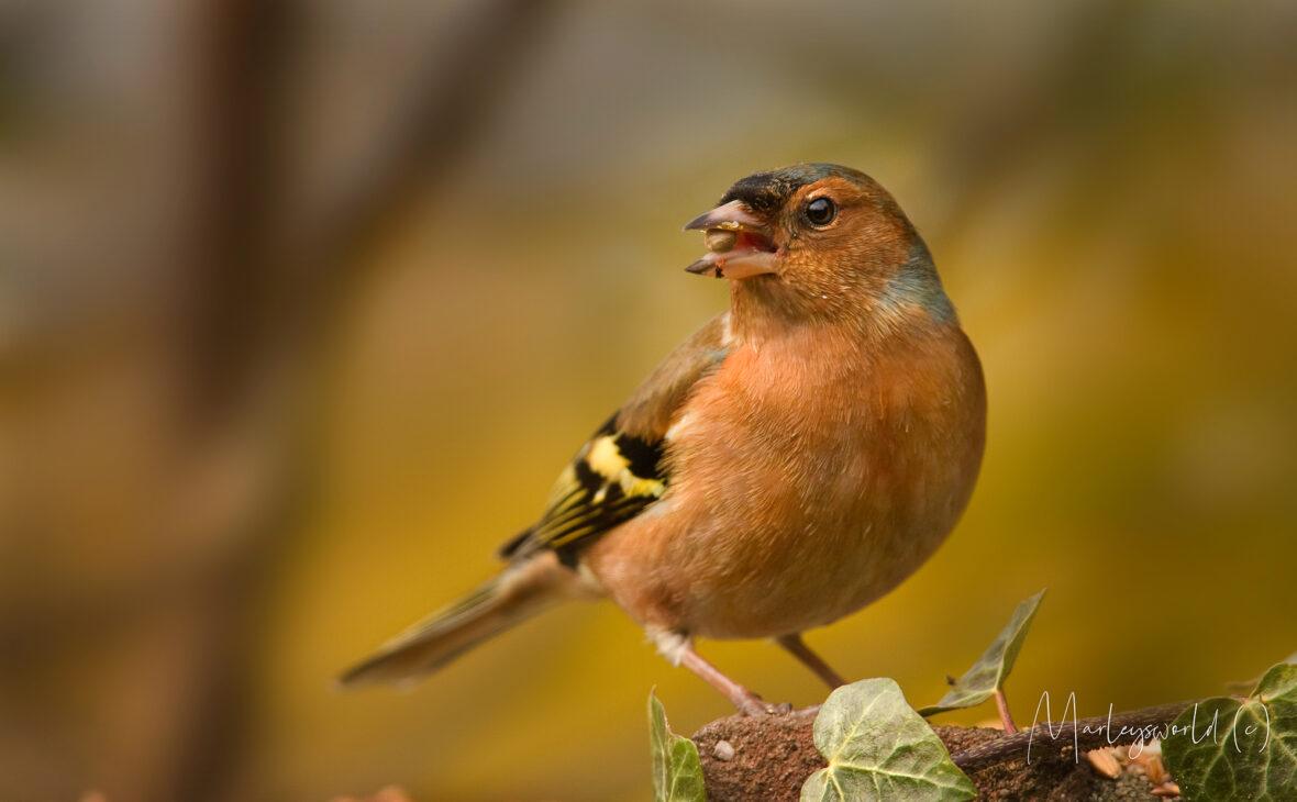 Oranje vink fluitend op stam.