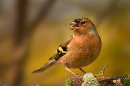 Oranje vink fluitend op stam.