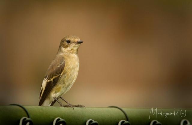 Op een hekkie Op een hekkie